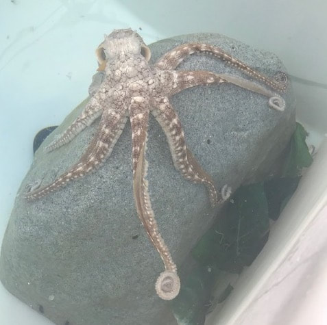 From the Octopus Garden in Hawaii